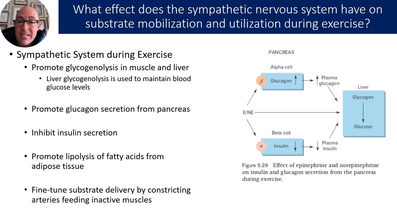 Chapter 5  Hormonal Control of Bioenergetics 2025-