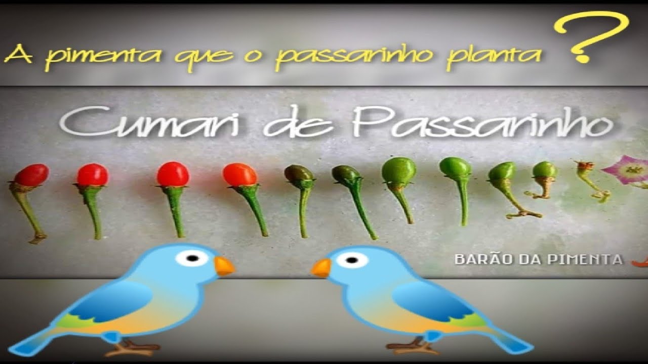 Cumari - A Pimenta que o passarinho planta.