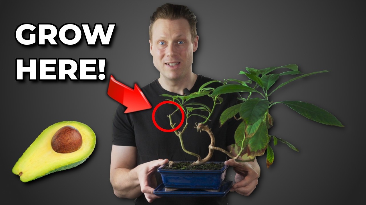 Avocado Bonsai Training - 6 Years Old