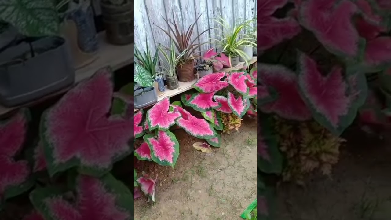 Home Garden #relaxing #plants #RODELDELROSARIO