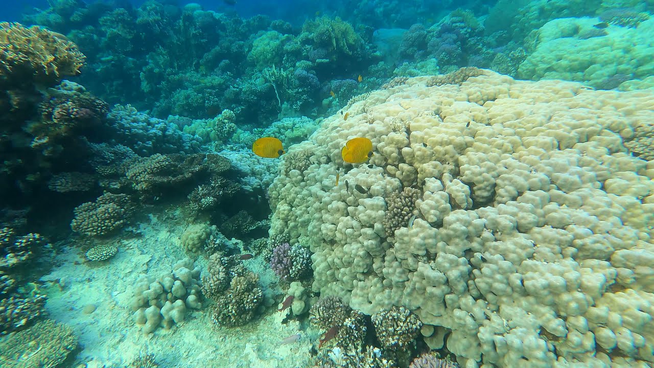 Coral reef Sheraton Soma Bay Resort, Safaga - Hurghada, Red Sea, 4k, april 2021