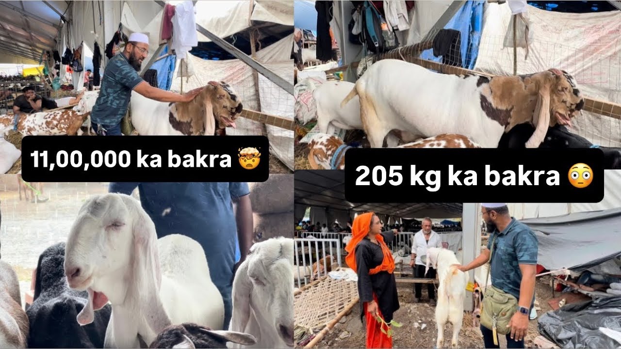 11,00,000 ka bakra 205kg ka deonar ka sabae mahenga bakra 🤯