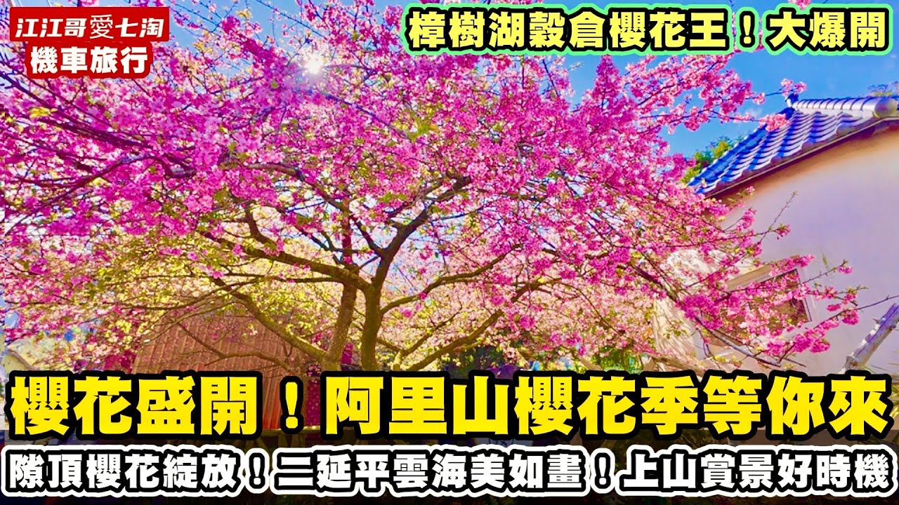 【江江哥愛七淘】機車旅行｜阿里山櫻花季｜奮起湖｜二延平｜隙頂｜阿里山櫻王｜櫻穀王茶亭｜嘉義美食｜賞櫻花景點｜阿里山小火車 Taiwan travel🇹🇼 #環島 #機車環島 #嘉義景點 #賞櫻