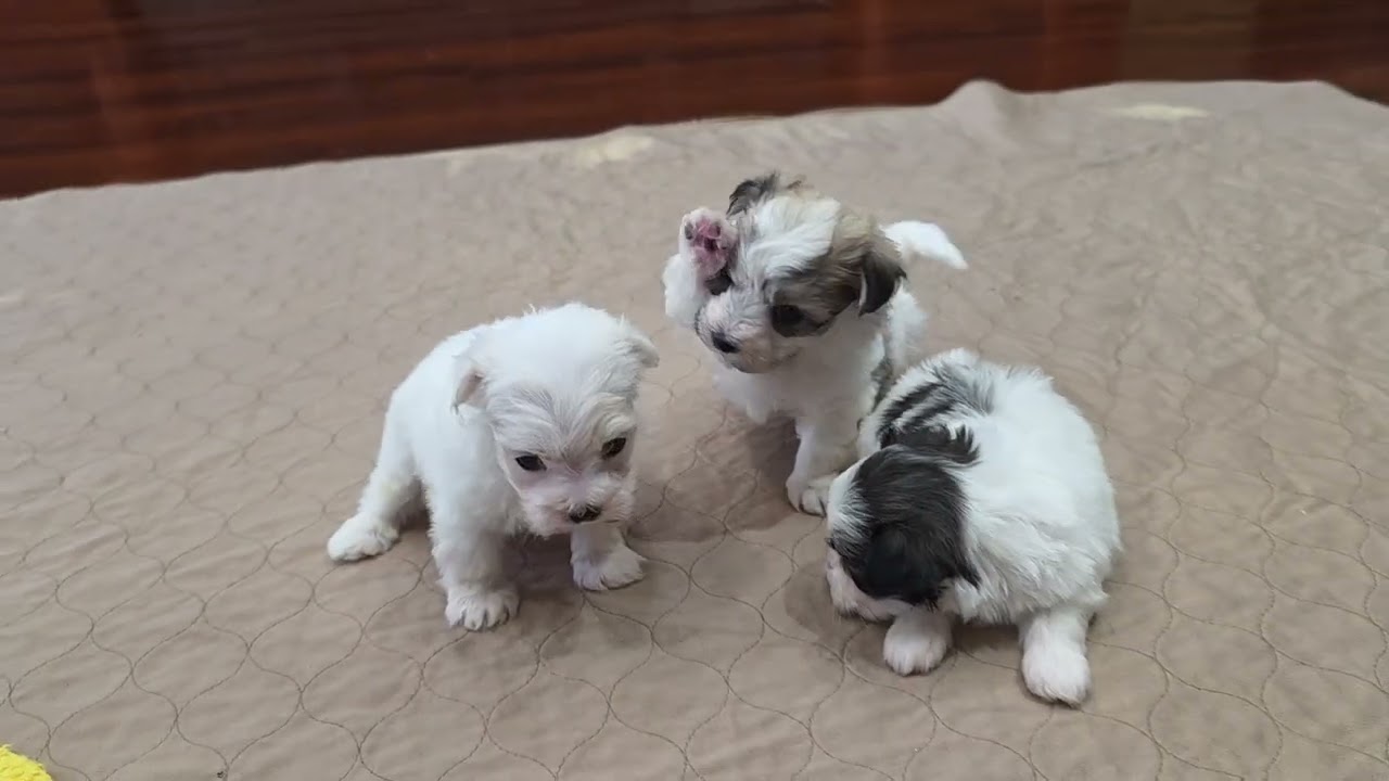 3 Male Havamalt Puppies Born on Christmas Morning. Ready 2/19Call text 904-838-9628 to place deposit