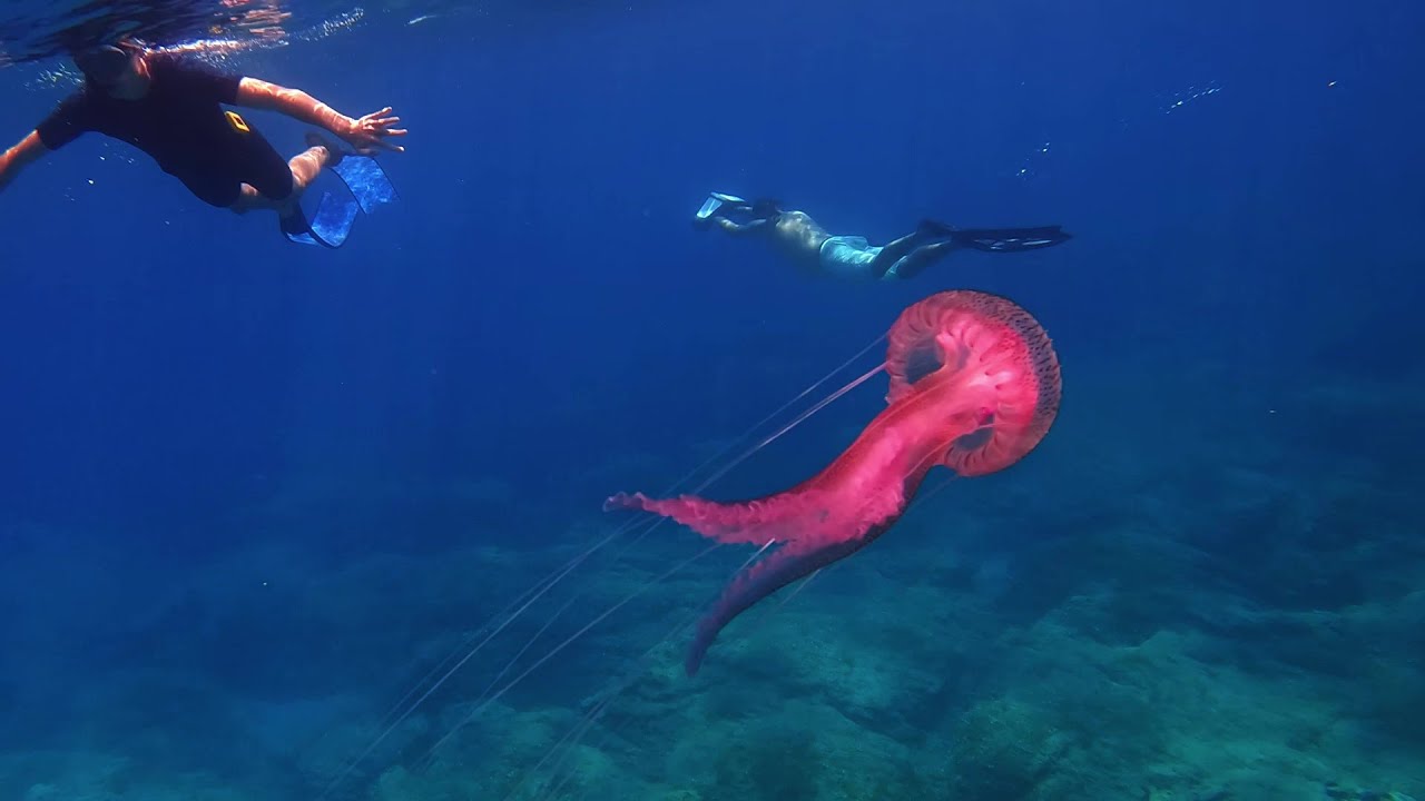 Kornati Croatia freediving 2024