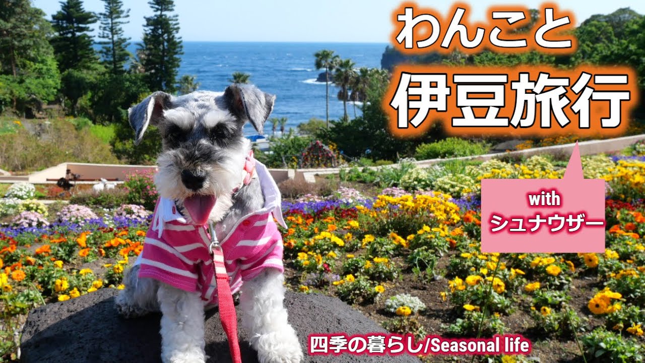 【犬と旅行】伊豆絶景カフェ巡りと癒し宿 with シュナウザー　#四季の暮らし