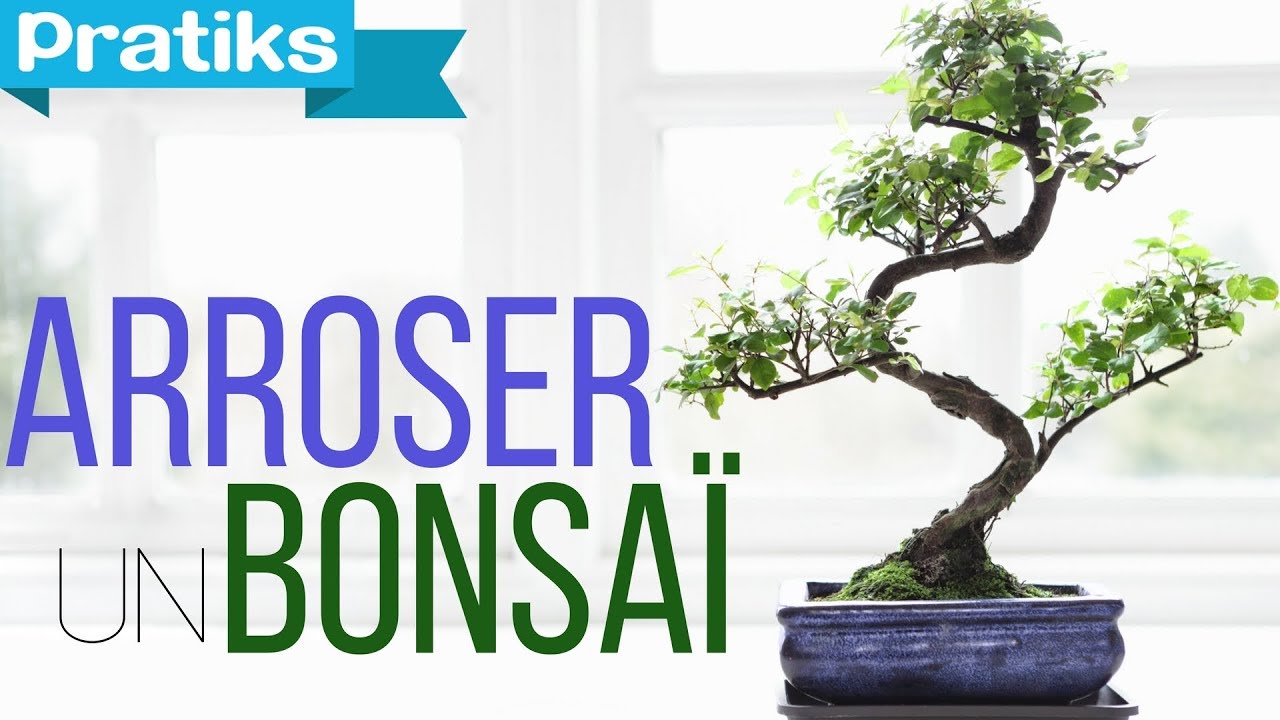 Bonsaï : Comment arroser un bonsaï
