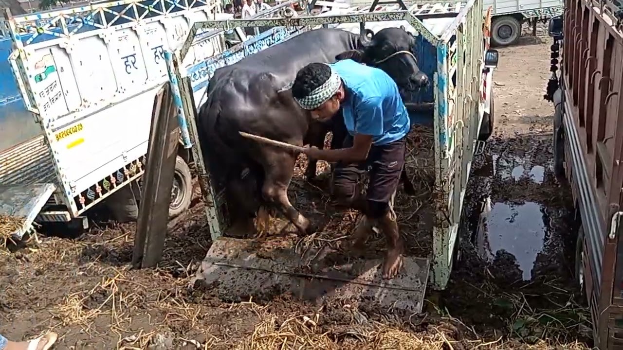Loading and unloading🐃 buffalo point 👉 Dildarnagar mandi.