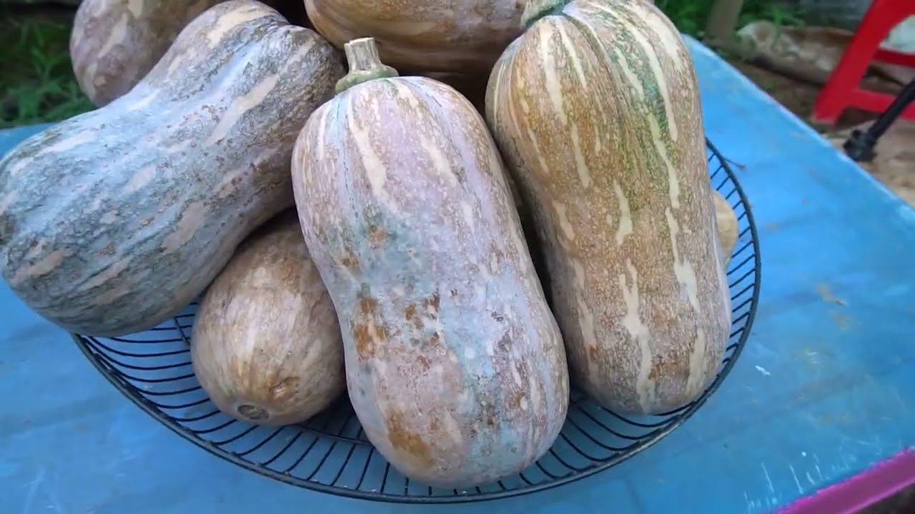 Growing squash with kitchen waste is easy, the fruit is too big and abundant