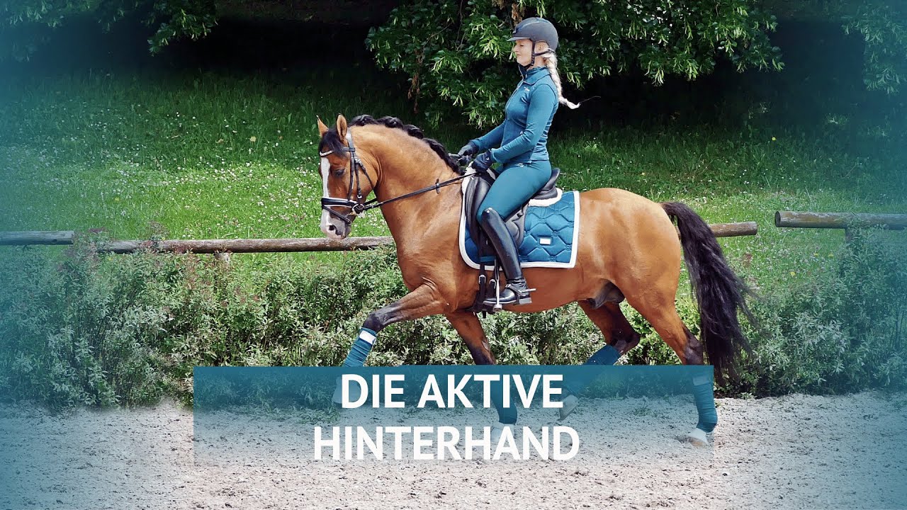 Die Hinterhand aktivieren - Diese Muskeln solltest du trainieren