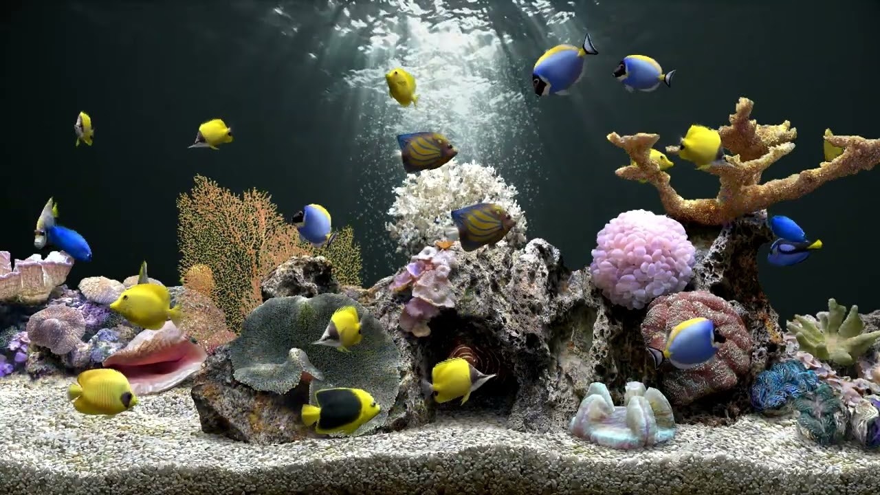 Ultimate Aquarium 4K 🐠 Virtual Fish Tank for Relaxation & Calm Ambience