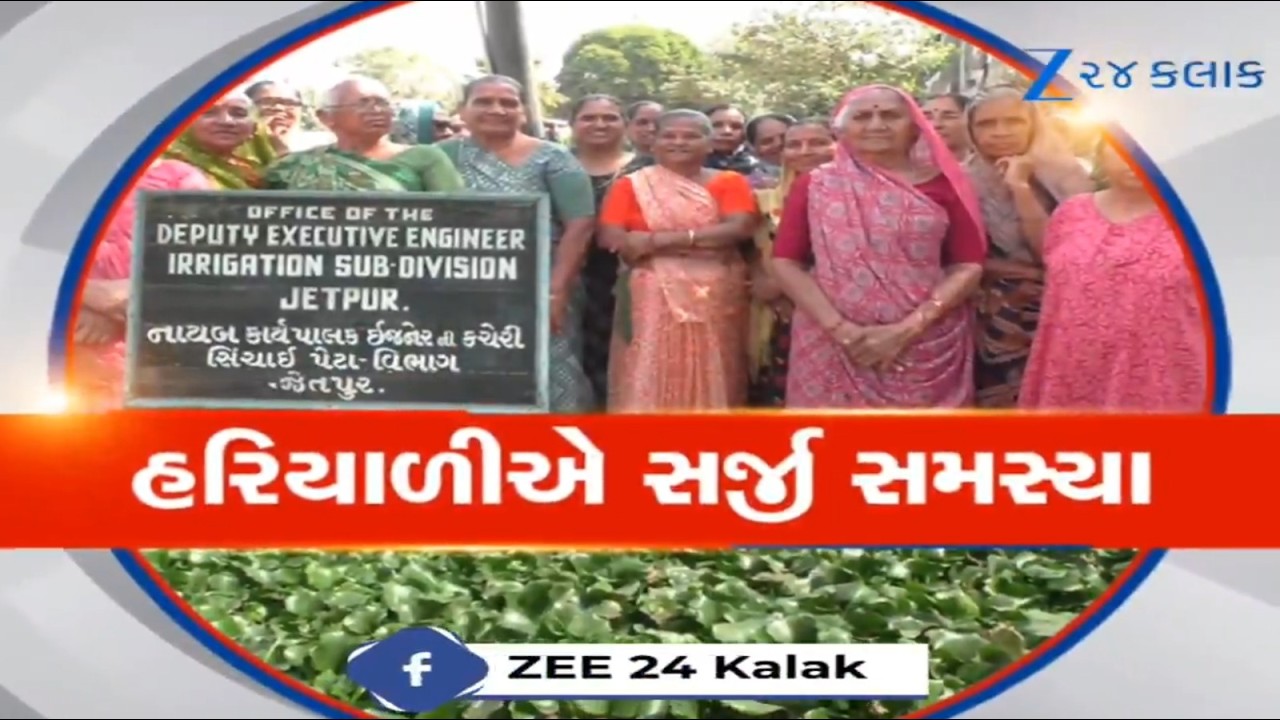 Jetpurમાં જળકુંભીનું સામ્રાજ્ય! ભાદર નદીમાં પાણી નહીં ગાંડી વેલનું રાજ, ઉદ્યોગો પર ગંભીર આરોપ