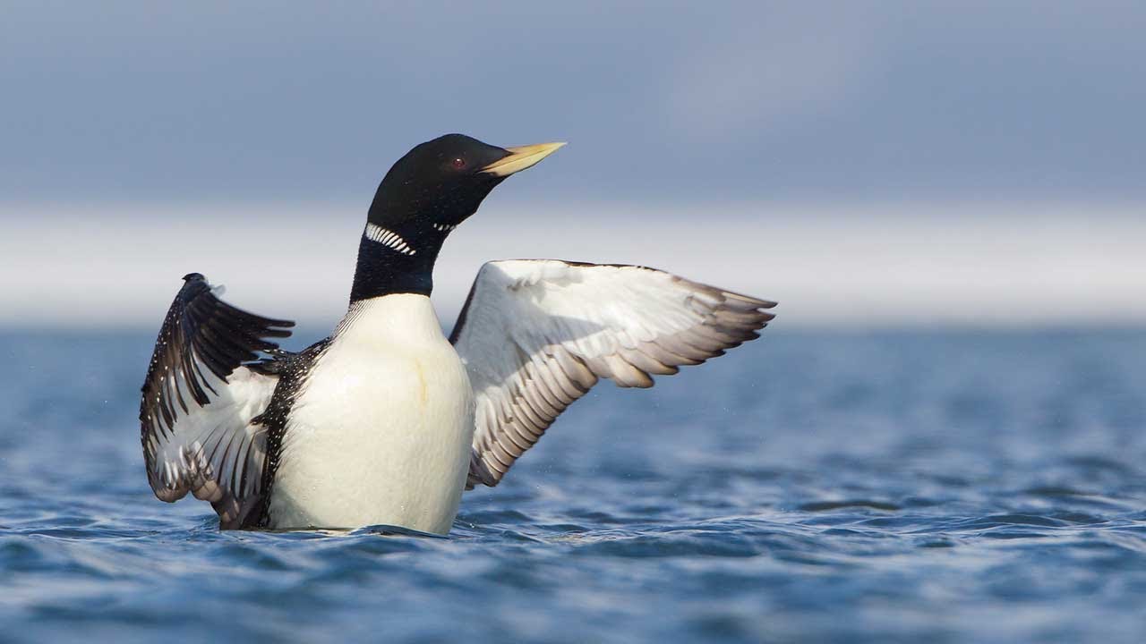 Through the Lens: Yellow-billed Loon