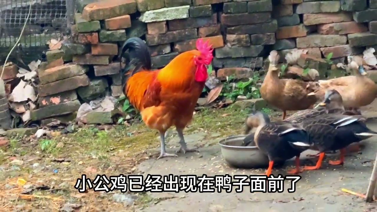 为了赶走上门吃食的野鸭，小公鸡煞费苦心，竟然使出这招