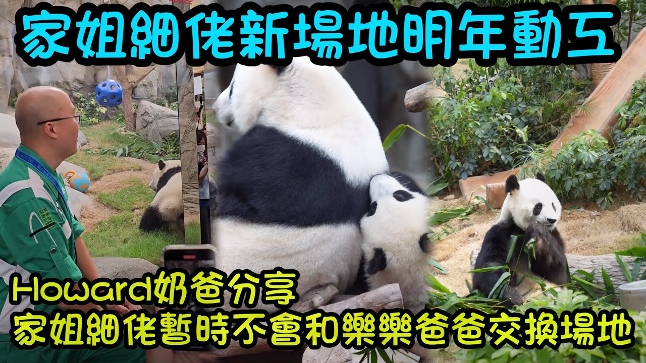 家姐細佬新場地預計2026年動工，2027年第二季度完工，Howard 奶爸分享家姐細佬一些科普知識，暫時不會和樂樂爸爸交換場地，瀑布河流等待開放讓家姐細佬去熟悉#熊貓家姐細佬 #大熊貓加加得得