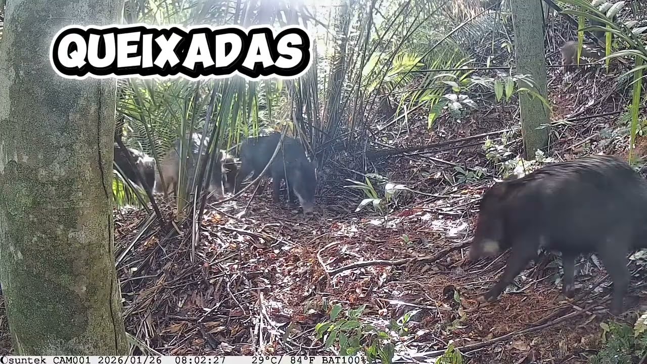 Queixadas e paca Grande ❤️ Xerém é bom demais ❤️. #duquedecaxiasrj #paca #queixada #animais #selva 