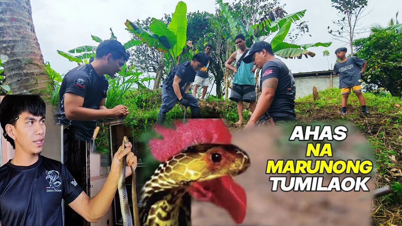 TUMITILAOK NA COBRA HULI KAY COBRA PRINCE