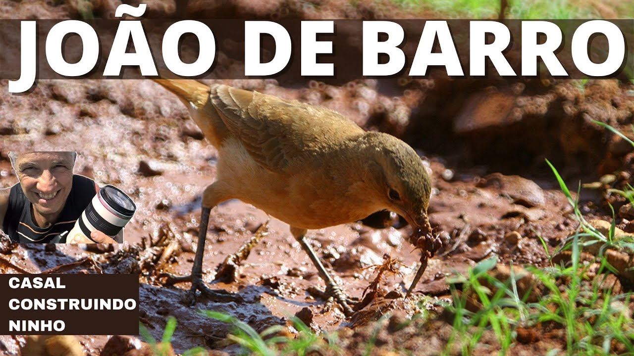 COMO O JOÃO DE BARRO CONSEGUE CONSTRUIR COM BARRO? (Furnarius rufus - Gmelin, 1788)