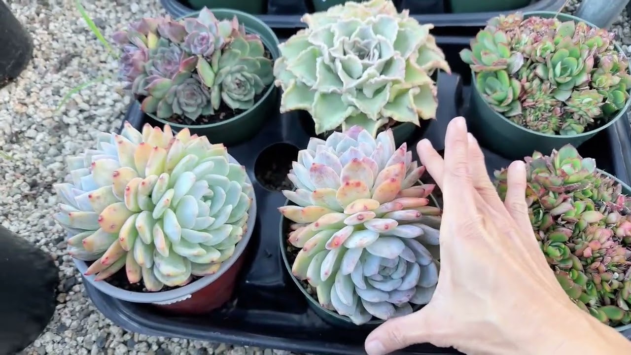 Aeonium + cactus + echeveria are on sale at Mimi’s nursery 714-489-1876