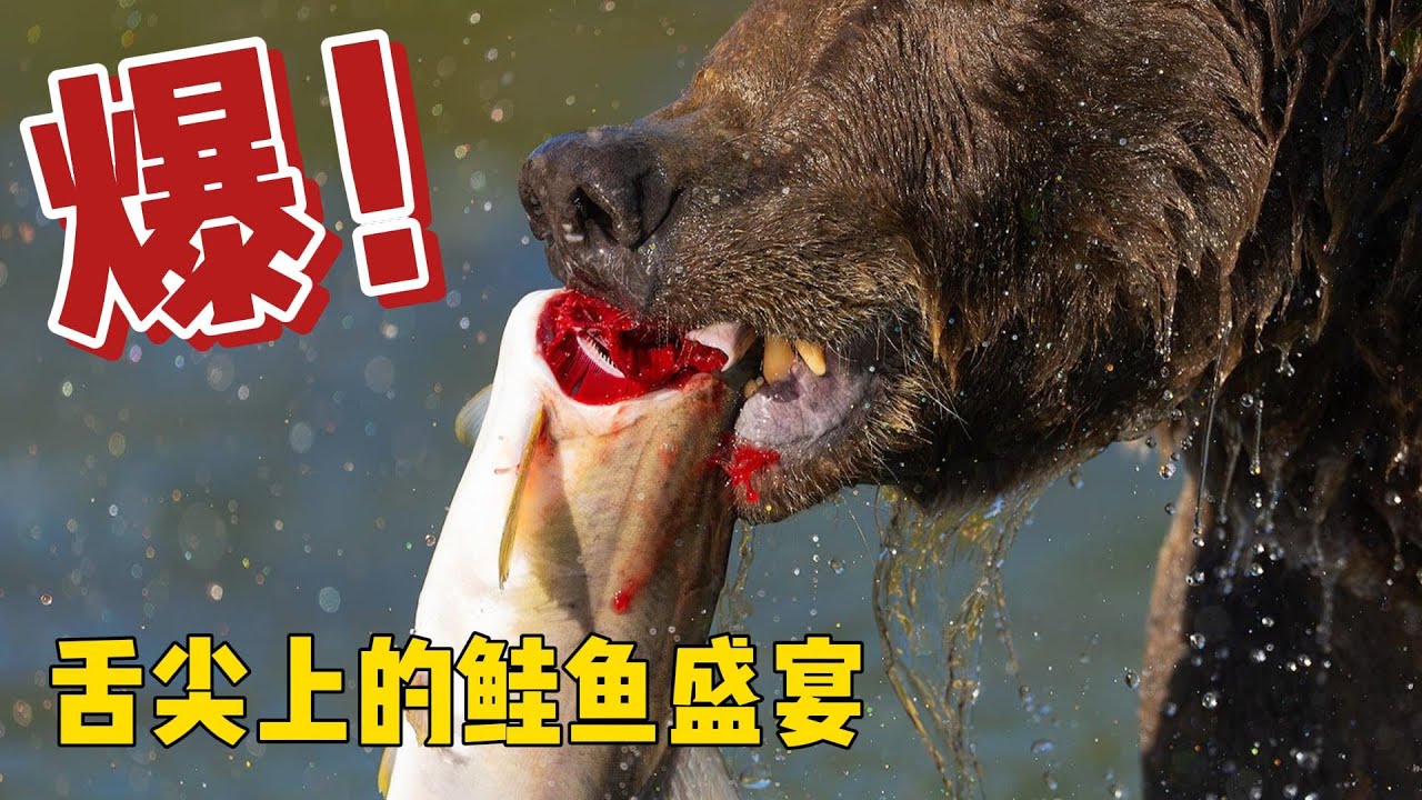 《舌 尖 上 的 鲑 鱼 盛 宴》#動物世界 #野生動物 #紀錄片推薦 #棕熊#鲑鱼