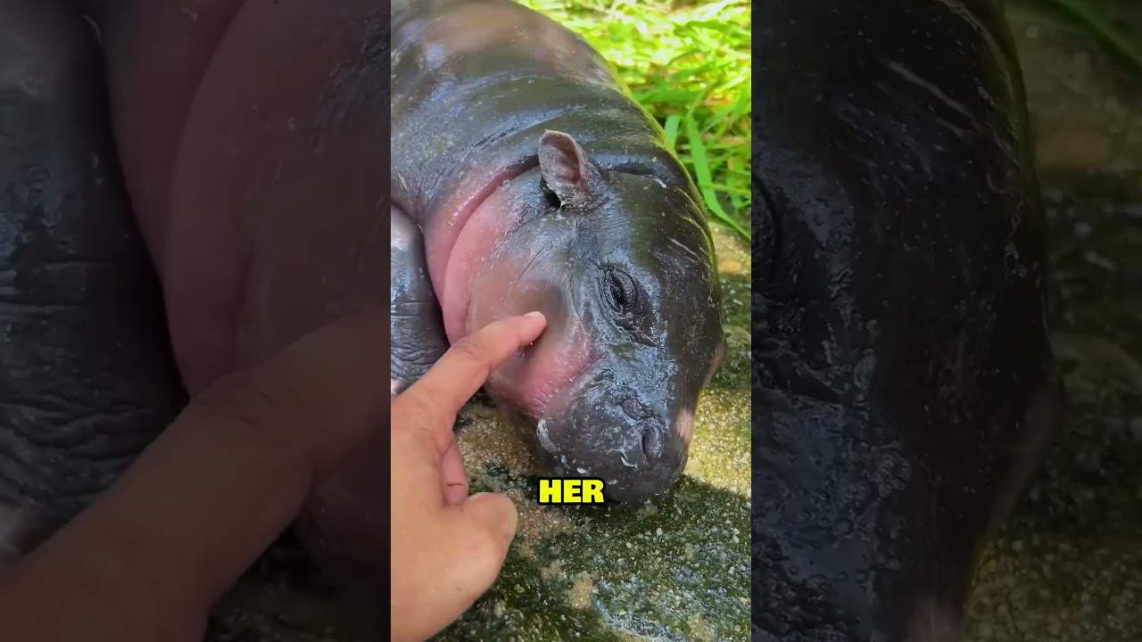 From NEAR DEATH  to VIRAL: MOO DENG Baby Hippo Incredible Journey