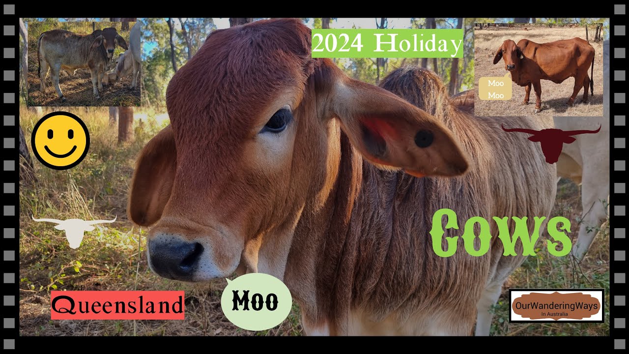 2024 Holiday Cow Encounters