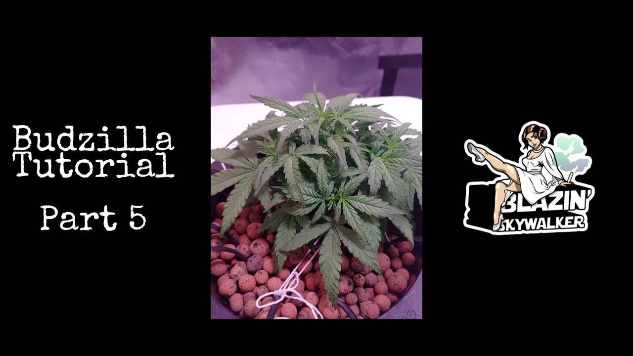 Budzilla Tutorial - Part 5