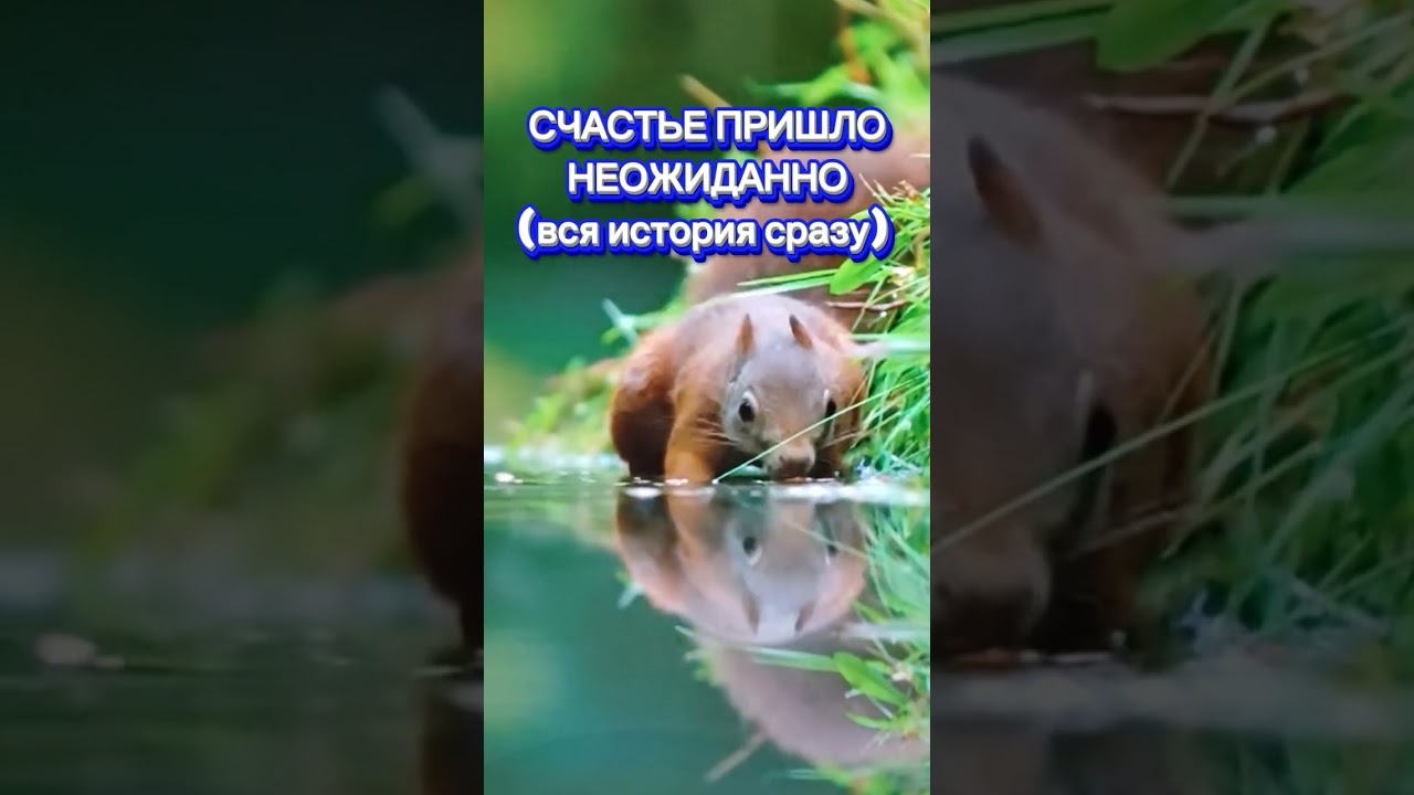 Счастье пришло неожиданно 