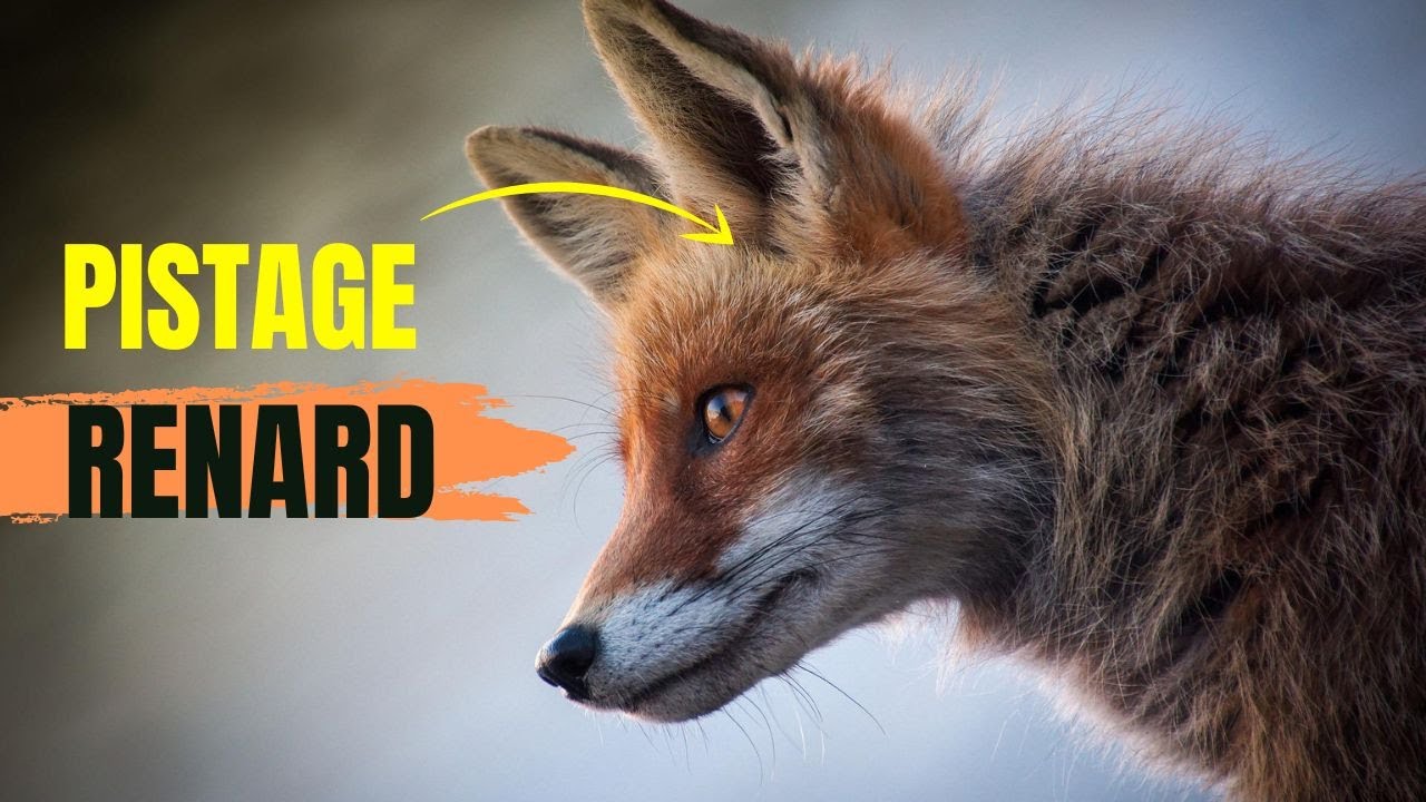 Comment Repérer et Observer Un Renard en Foret