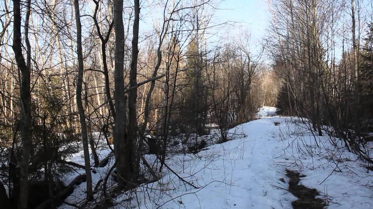 Voices of Spring birds. Erithacus rubecula. World   around us. Зарянка