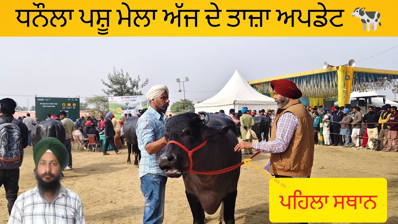 ਧਨੌਲਾ ਪਸੂ ਮੇਲਾ | dhanaula Pashu mela today #buffalo #cow