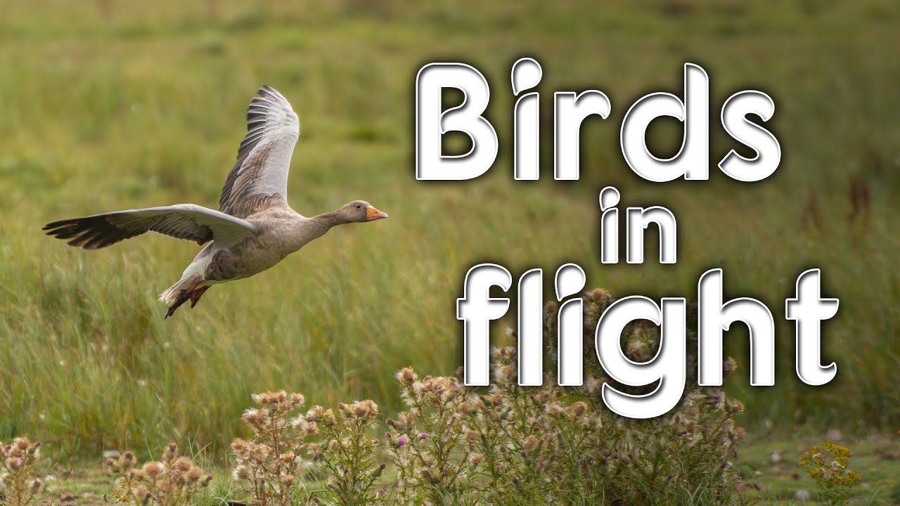 Photographing birds in flight - My top tips