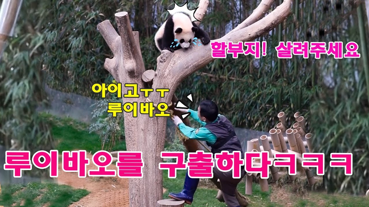 루이바오 처음 어부바나무 올라가서 내려오지 못할때🤣ㅋㅋㅋ 강바오님 할부지는 매우 근심하여 구조하러 달려갔다😂