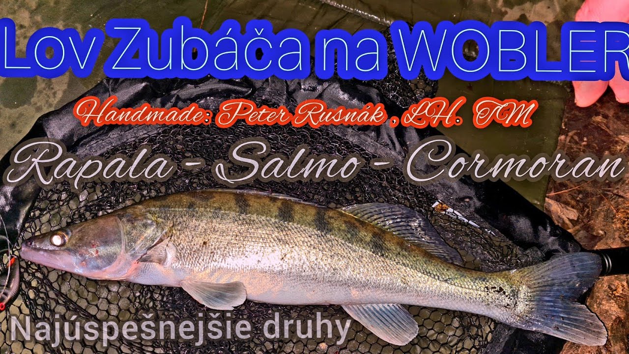 Lov Zubáča na WOBLER/LovCandáta/Rapala X-Rap SLK08/Salmo Executor/Cormoran Belly Diver N/Yellow Bird