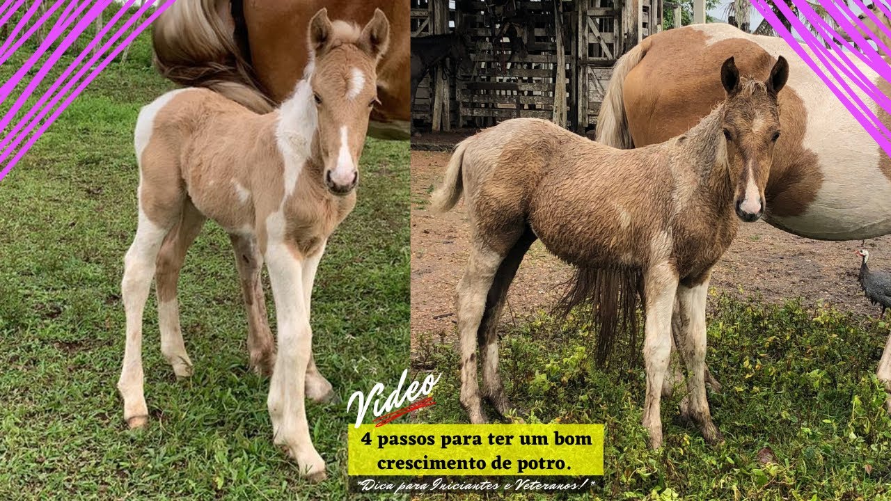 4 passos para ter um bom crescimento de potro.