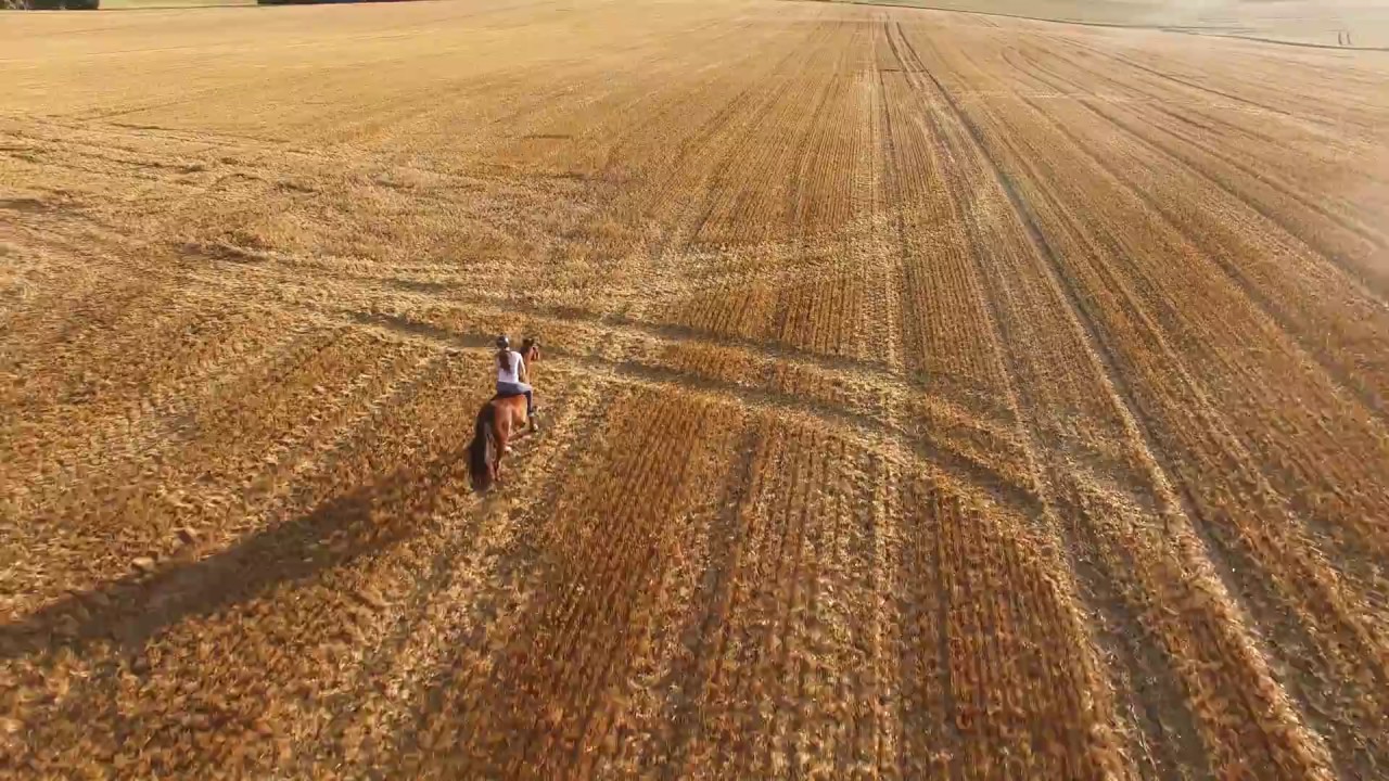 Pferde mit Drohne DJI Phantom 3 Pro