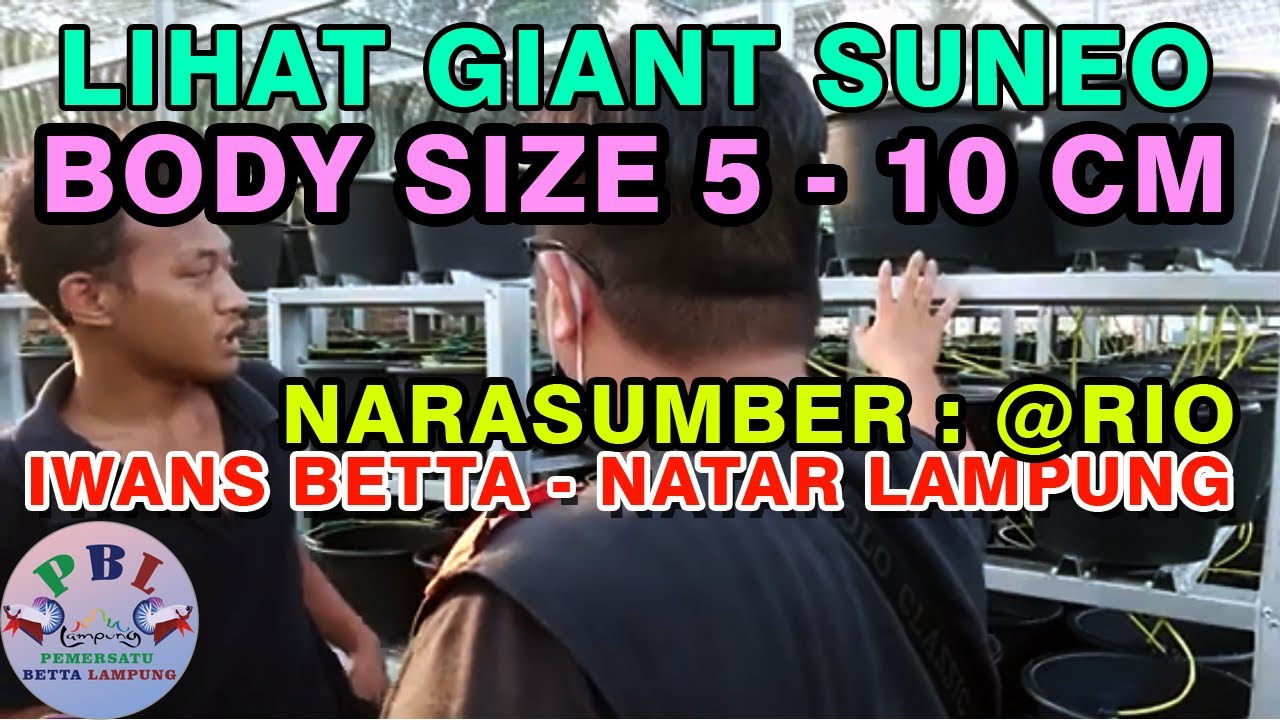 PENJUAL IKAN CUPANG GIANT WAN'S BETTA BIG SIZE BO 5-10 CM NATAR LAMPUNG - CO NARASUMBER @RIO
