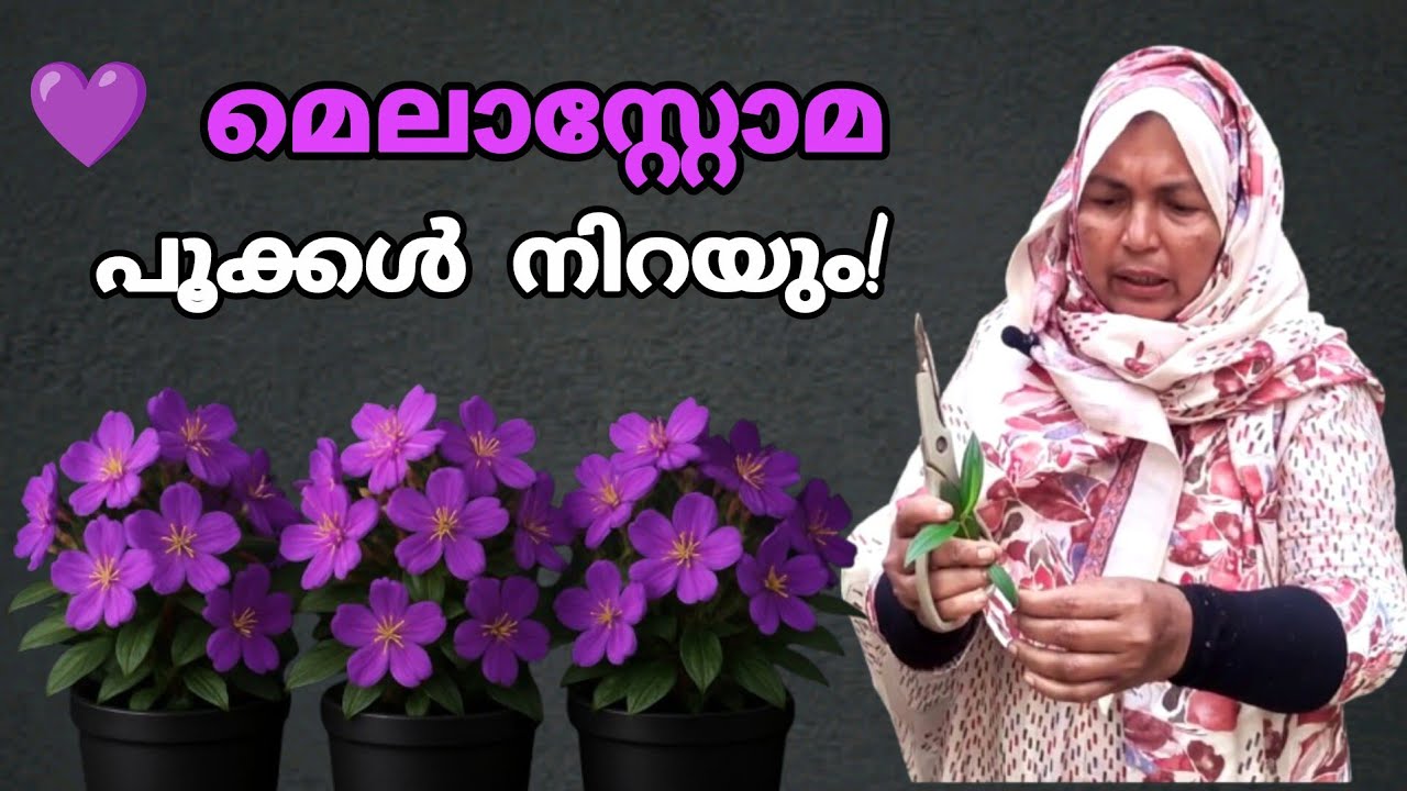 ആരെയും ആകർഷിക്കുന്ന മെലാസ്റ്റോമ പൂവ് നടാം | Melastoma Planting Easy Method