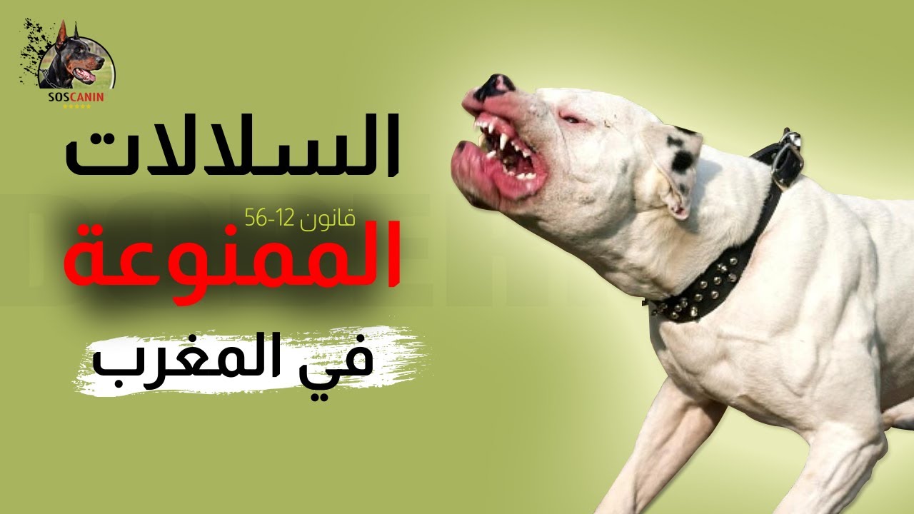 لائحة الكلاب 