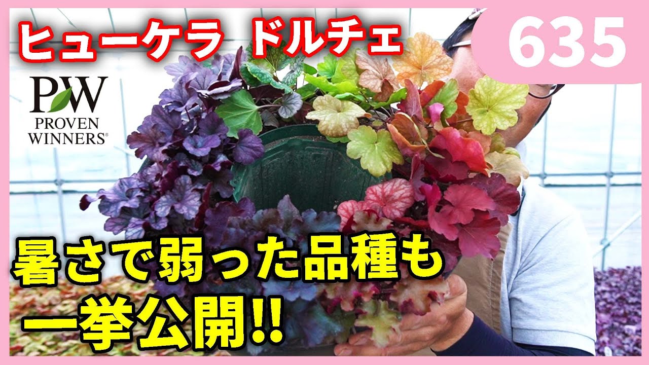 【人気】PW ヒューケラ ドルチェ １２品種 by 園芸チャンネル 635 園芸 ガーデニング　初心者