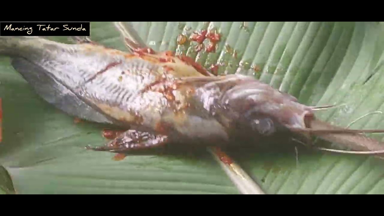 #petualangan Mancing #infoterkini #spotmancing  Sungai Cisokan