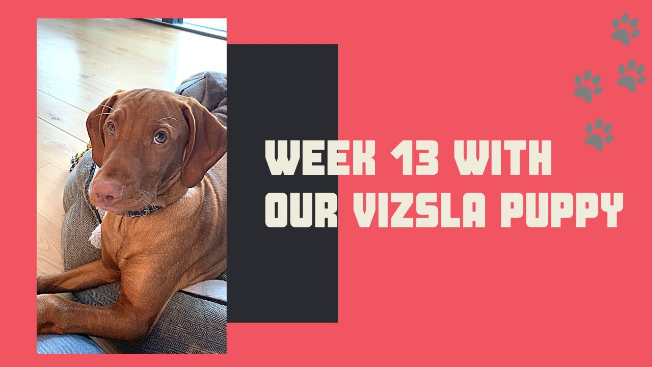 Week 13 with our 5 month old Vizsla puppy