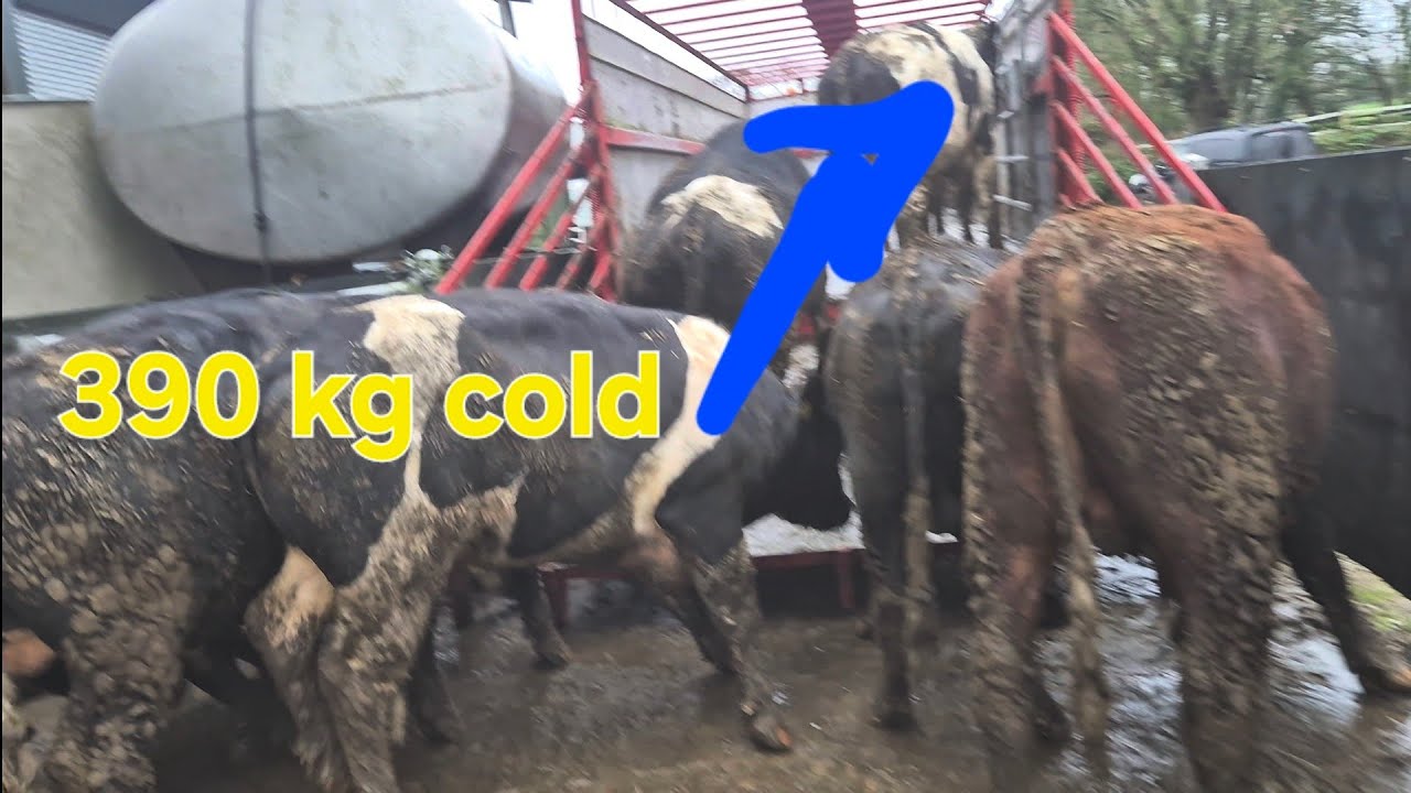 day 139 Big bulls head off, Schooling and machinery tour