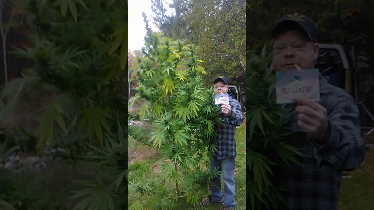 Weed Plant 10 foot Caramel Cream! outdoor grow