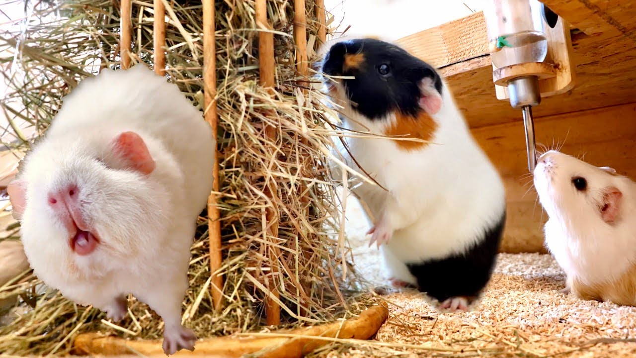 Best Guinea Pig ASMR | Guinea Pig Sounds While Eating Hay