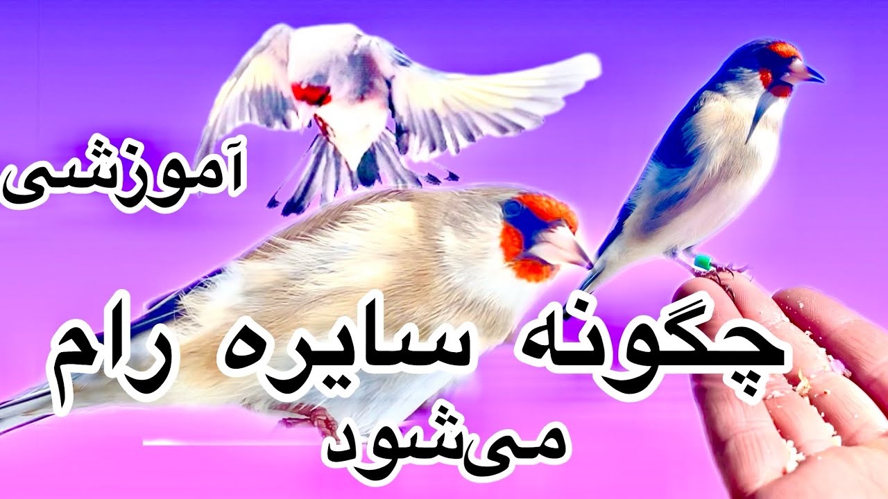 سایره چگونه رام می‌شود در این ویدیو ببنید بسیار آسان 
