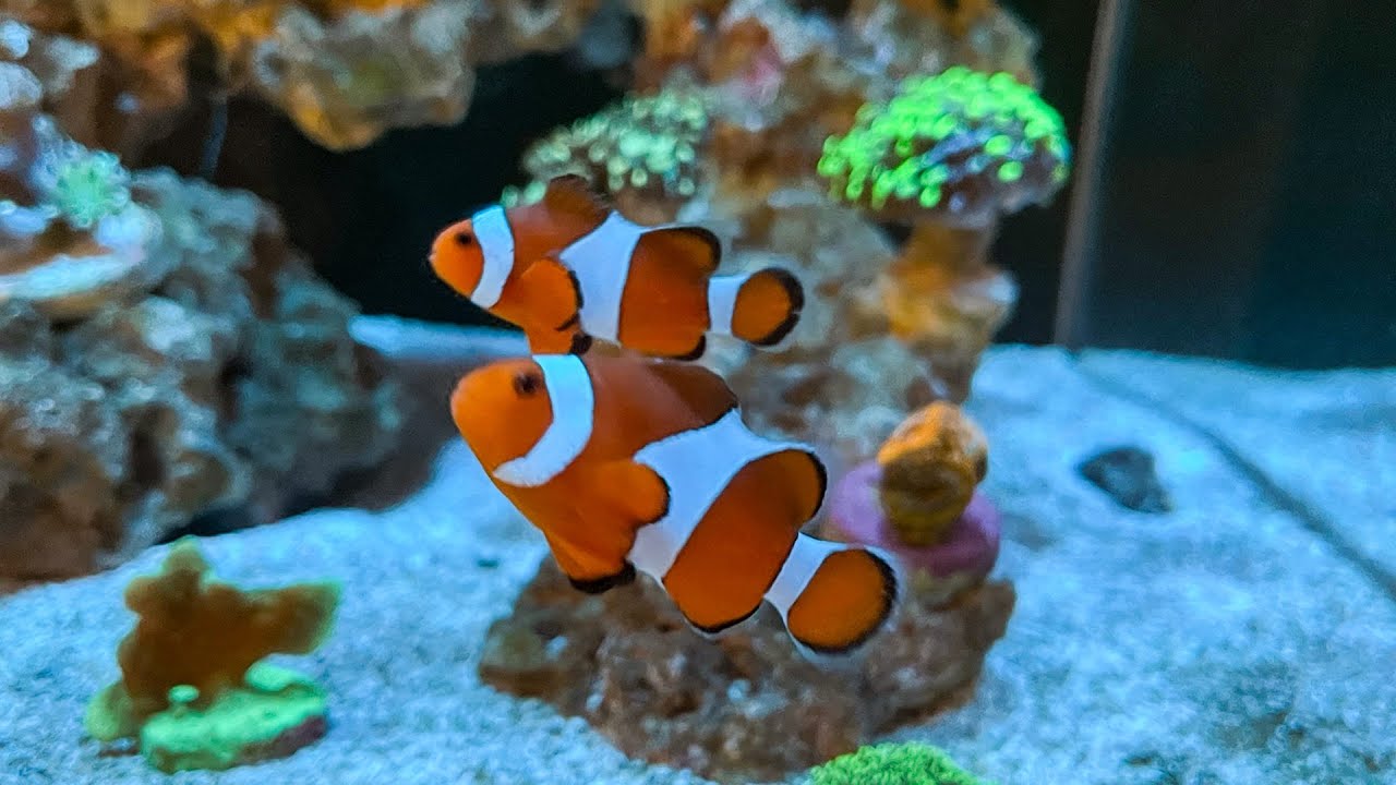 🐠 Завел клоунов. (Amphiprion ocellaris) 🐠