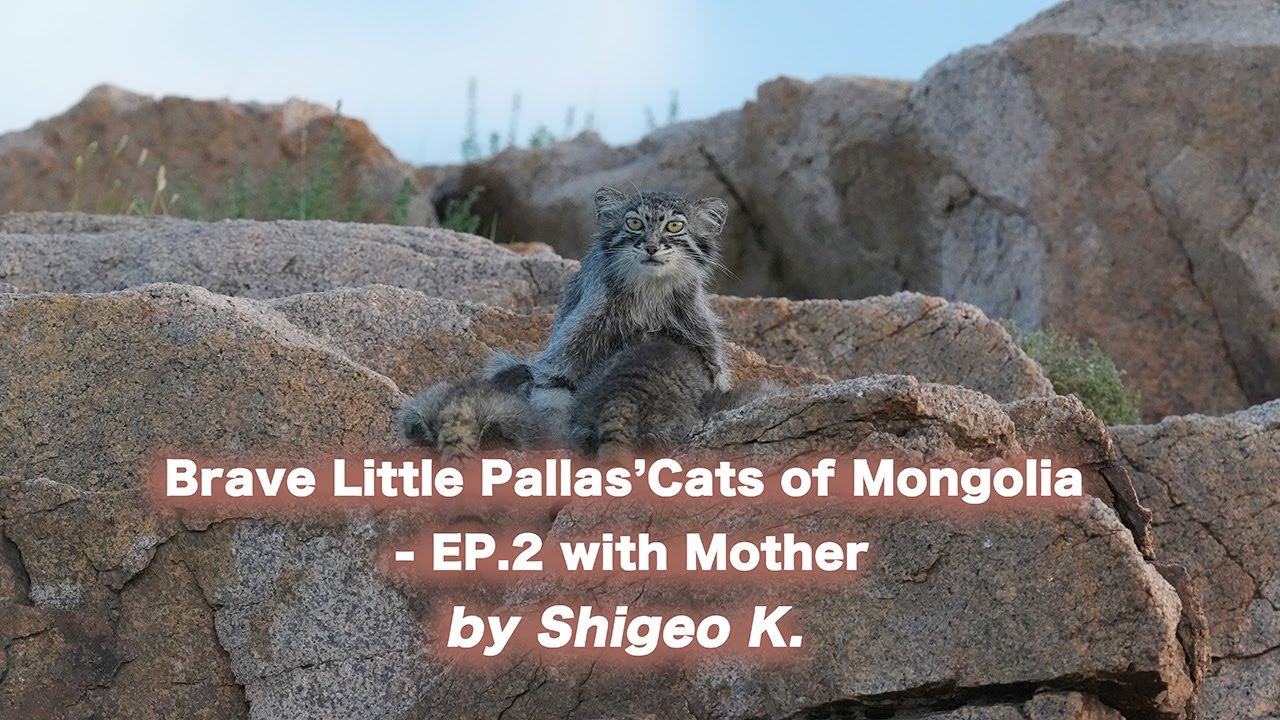 モンゴル草原のマヌルネコ４兄妹　Ep 2 with Mother