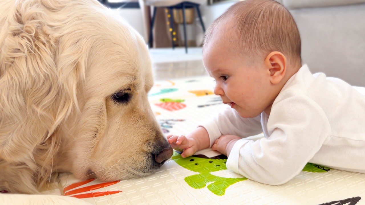 Golden Retriever&rsquo;s Sweetest Reaction to the Baby Touching Him