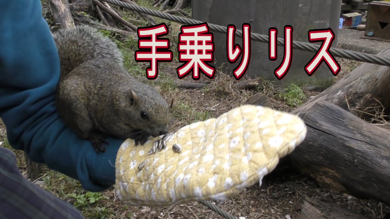 放し飼いのリスと遊んでみた【リス園】